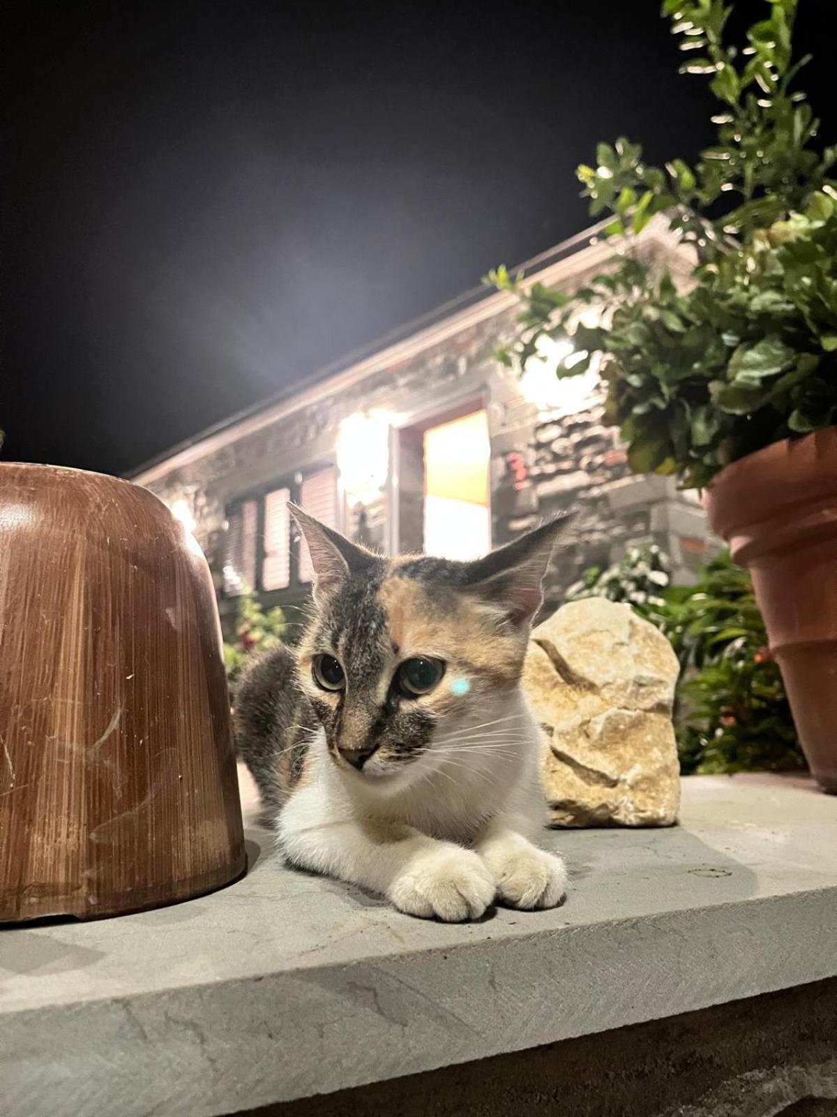 Bujtina Lugina E Vjoses Villa Përmet Exterior foto